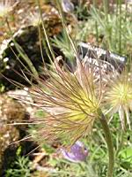 Pulsatilla Vulgaris var. Vulgaris (fam. Renonculacees) (Europe) (02) (Photo F. Mrugala)